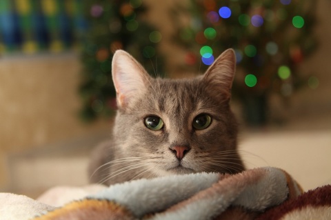 Wie schtzt man ngstliche Tiere an Silvester am besten?