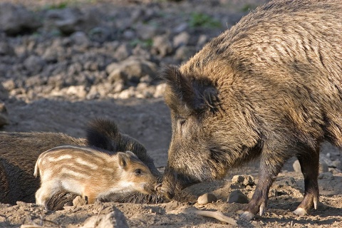 Afrikanische Schweinepest: Noch kein Fall im Kreis Neuwied registriert