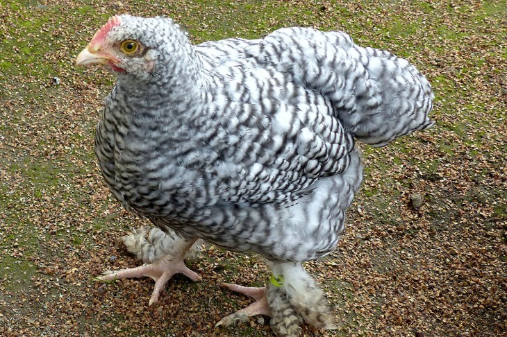 Eine Neue Huhnerrasse Im Zoo Neuwied Das Mechelner Huhn Nr Kurier De