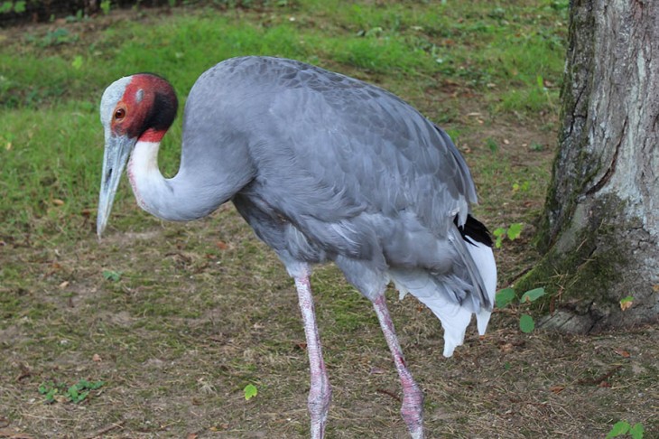 Kraniche Im Zoo Neuwied Gehoren Nicht Zu Den Zugvogeln Ww Kurier De