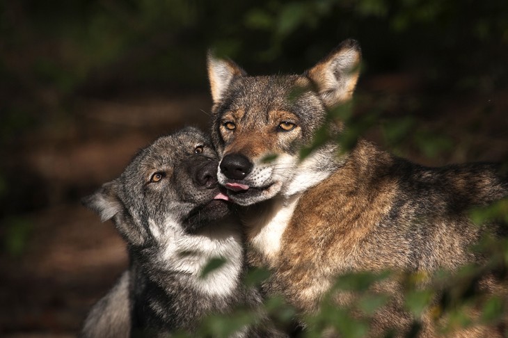 Naturschutzinitiative E V Ni Der Wolf Ist Zuruck Um Zu Bleiben Ww Kurier De