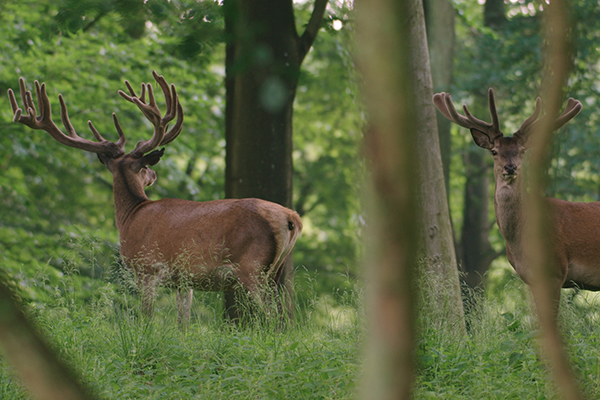 Viele Fragen filmisch verarbeitet: Wem gehrt die Natur?