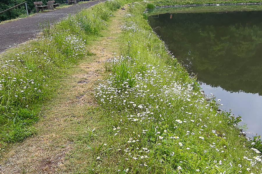 Wie entwickelt sich eine Flche, wenn ein Streifen im Randbereich von Wegen, Pltzen oder Grnflchen gemht wird und vorhandene Vegetation stehenbleibt? Foto: SBN