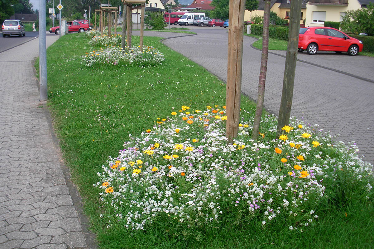 Bunt blhende Wiesen sind eine Augenweide, aber auch fr Insekten enorm wichtig. Jede dieser Flchen hilft beim Artenschutz. Foto: SWN