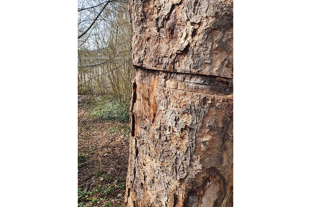 SBN mssen alte Bume aufgrund von Vandalismus fllen