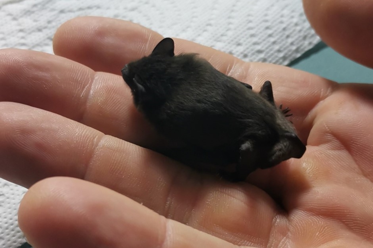 Eine neugeborene Fledermaus, die in der Auffangstation zur Welt gekommen ist. (Foto: Bjrn Janen-Weetz)