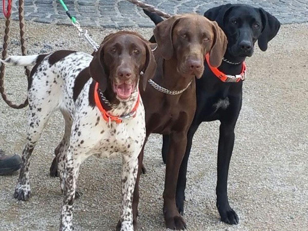 "Wller Dreierlei" - Hundewanderung am Wiesensee