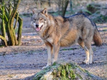 Europischer Wolf (Canis lupus). (Foto: Foto: Harry Neumann/NI)