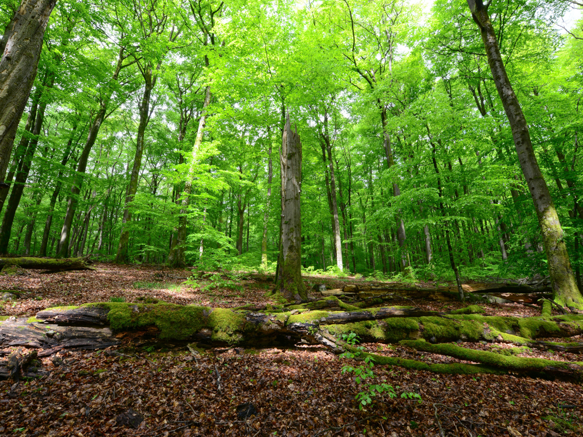 Nauberg soll Naturschutzgebiet werden: Naturschutzinitiative begrt Manahme