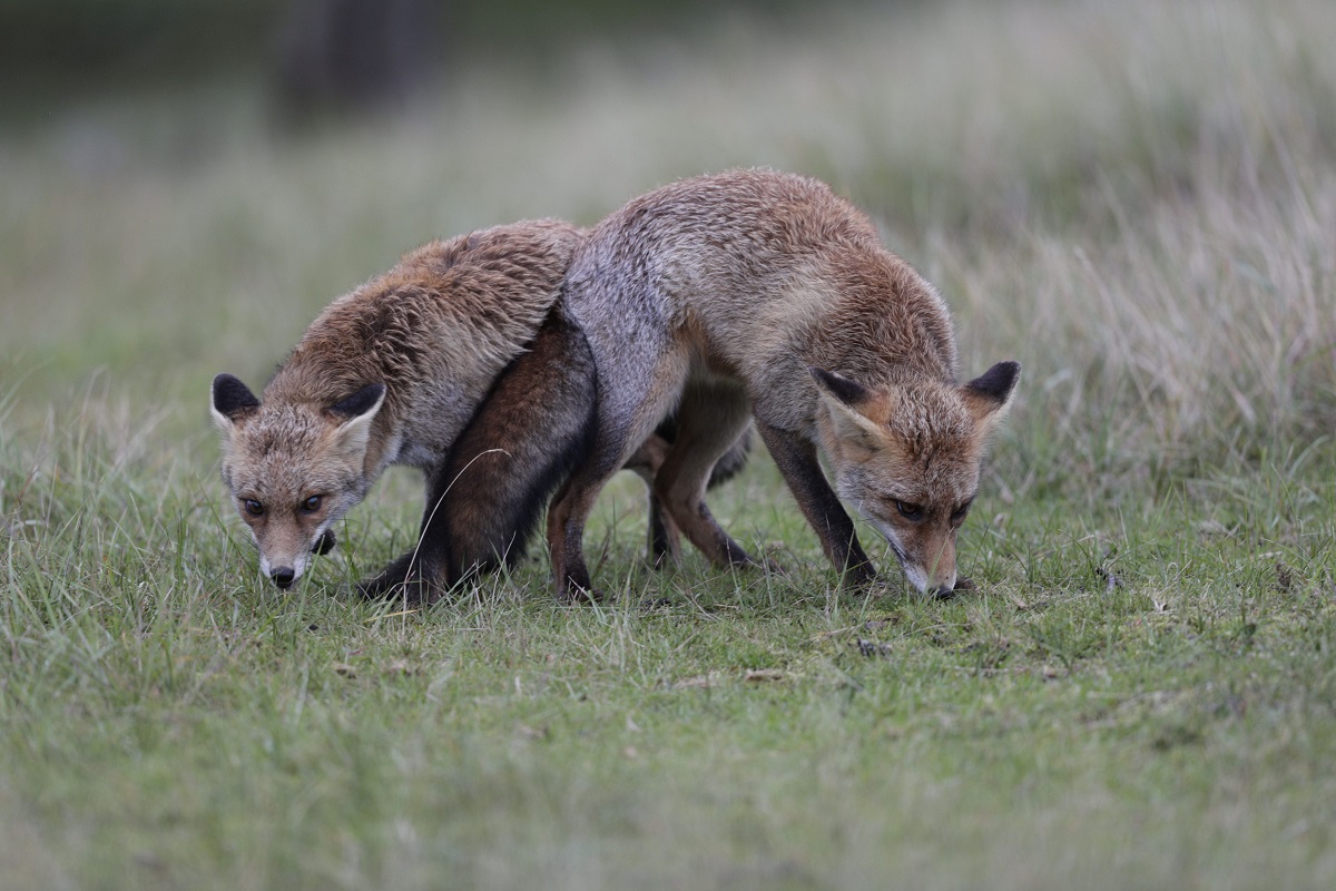 (Foto: Ingo Khl, Naturschutzinitiative e. V.)