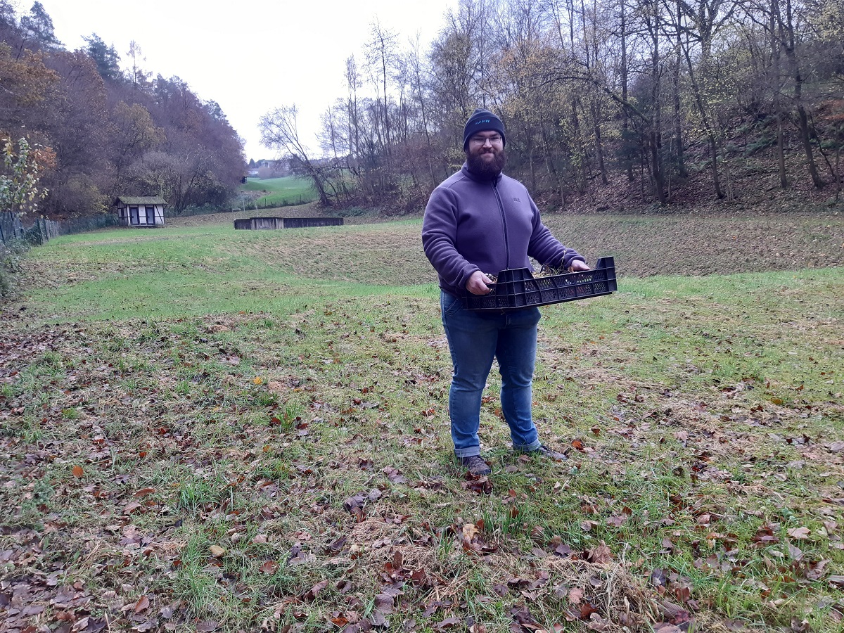 VG Montabaur beteiligt sich an Artenschutz fr den Wiesenknopf-Ameisenbluling