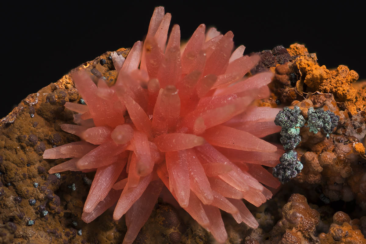 Der Rhodochrosit, auch "Himbeerspat" genannt, zhlt zu den begehrtesten Mineralienstufen aus den Erzgruben der Region, insbesondere wie hier von der Grube Wolf (Herdorf); Sammlung A.Leineweber. Foto: J.Scovil