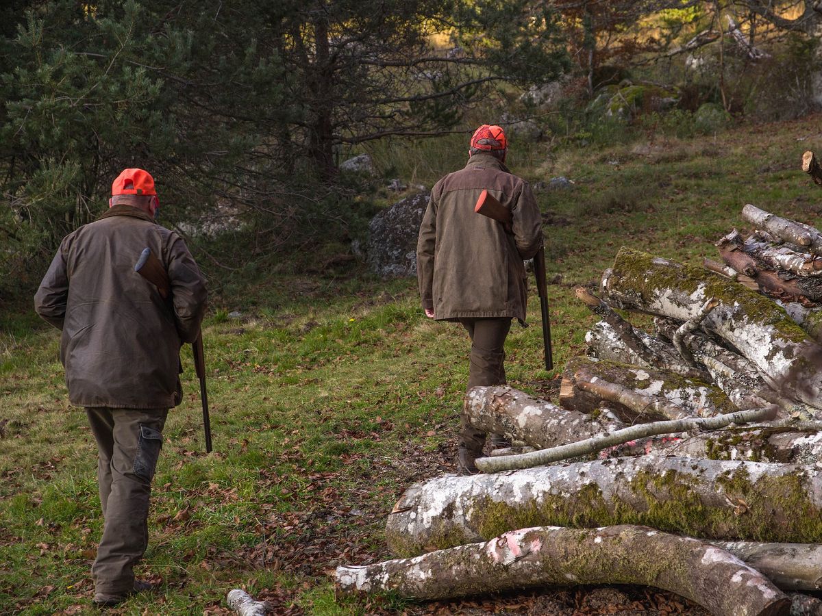 Vorsicht im Verkehr: Treib- und Drckjagden im Westerwald