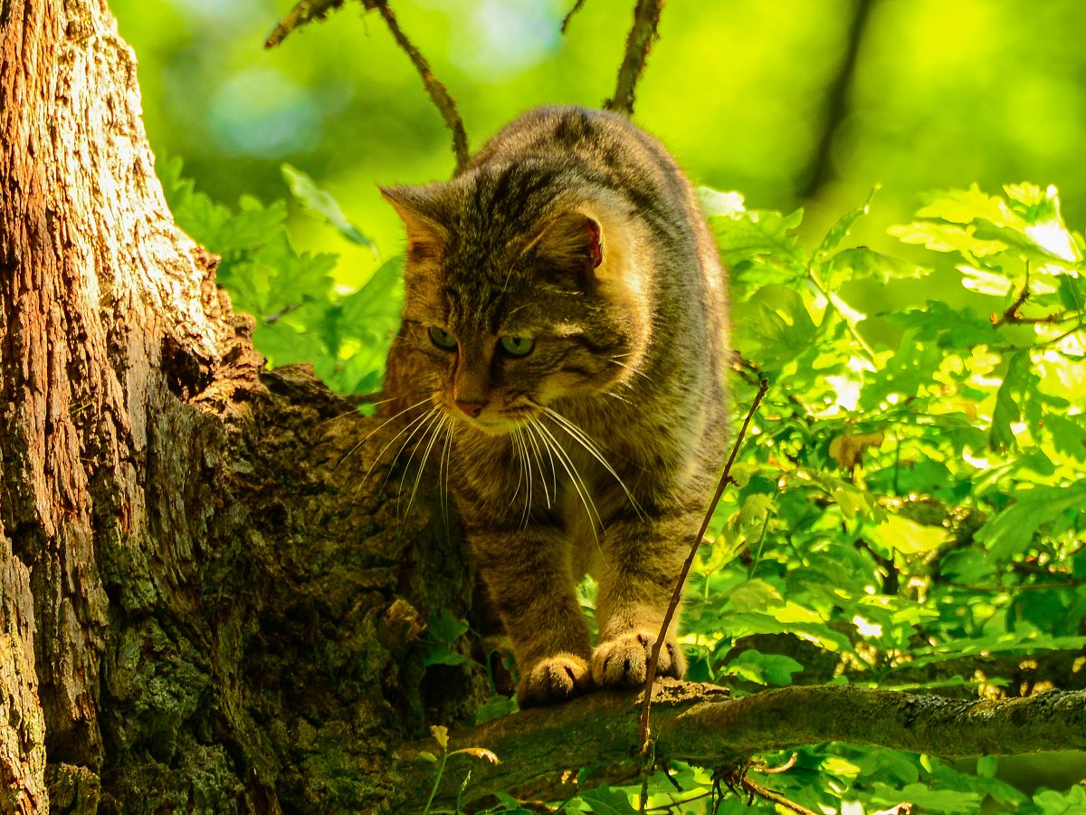 Wildkatzen im Westerwald: Matinee im Waldbildungszentrum