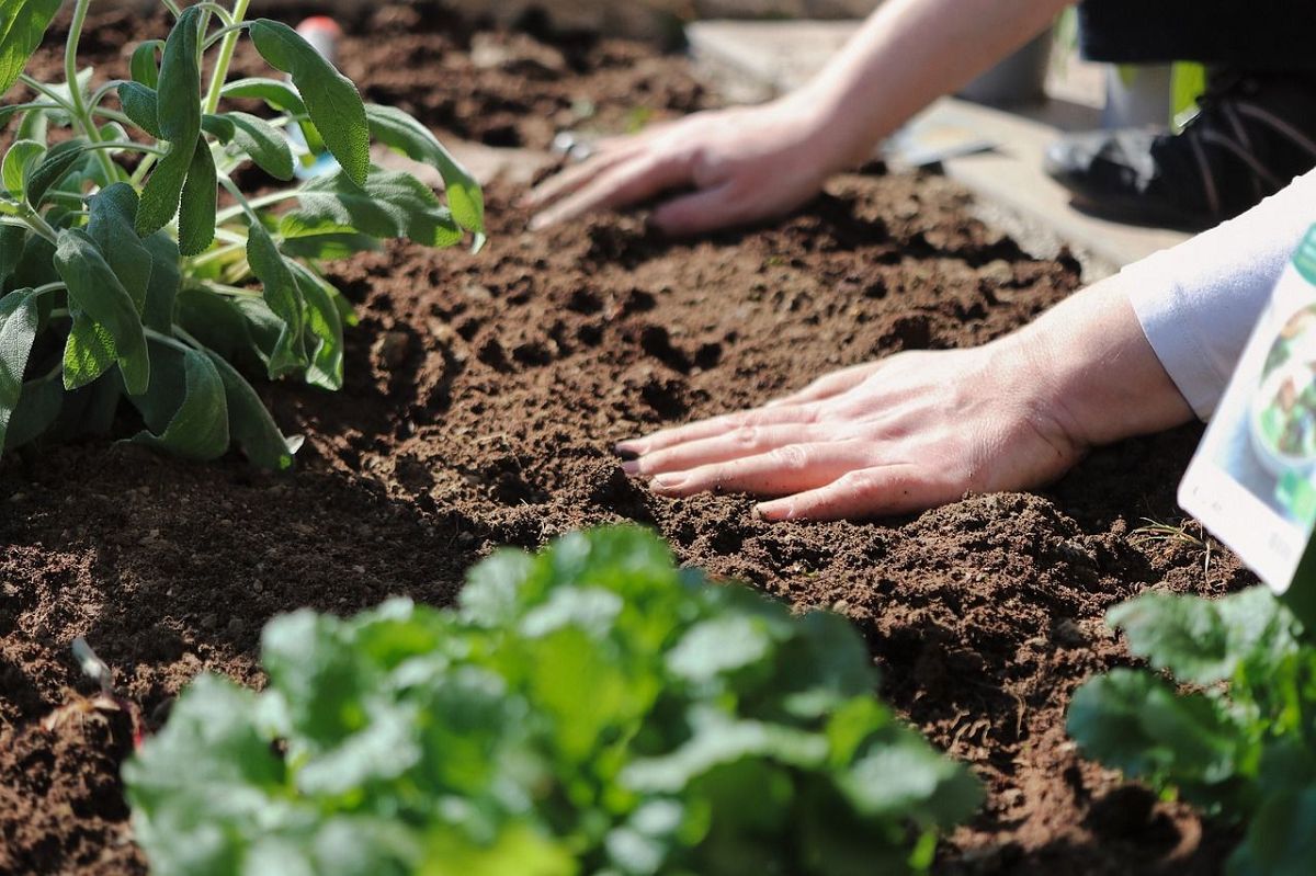 Die Kreisvolkshochschule will Lust auf die Arbeit im Garten machen und grndet dazu eine eigene Gruppe, bei der es aber auch um Kontakte und Begegnungen geht. (Foto: pixabay)