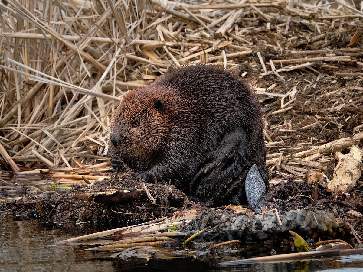 Biber am Biberweiher Freilingen: Naturerlebnis bei Exkursionen