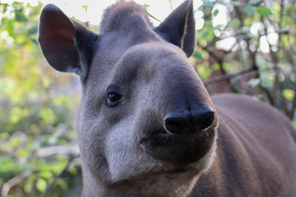 Tapir Peppone (Bildquelle: Zoo Neuwied)