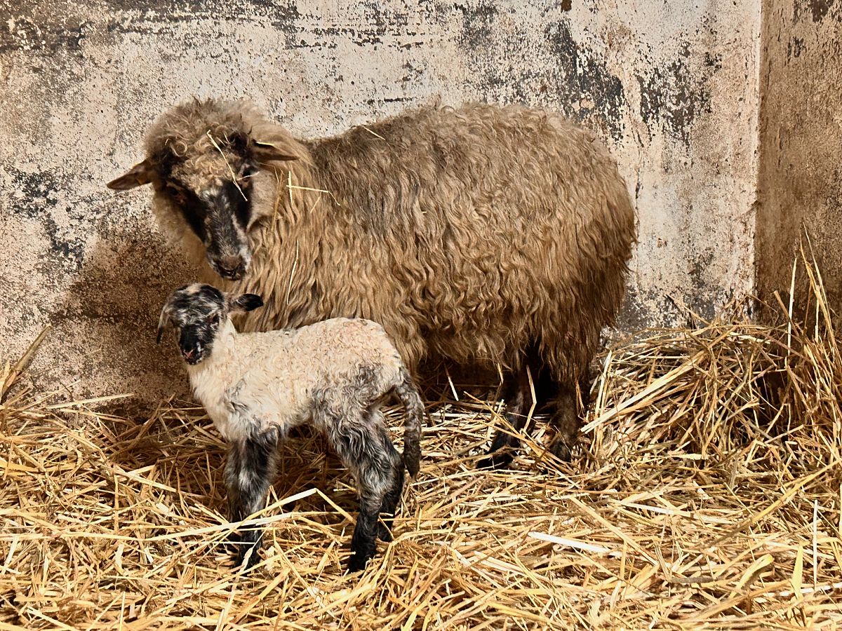 Der Nachwuchs mit dem Muttertier im Winterstall (Bildquelle: Tierpark Niederfischbach e.V.)