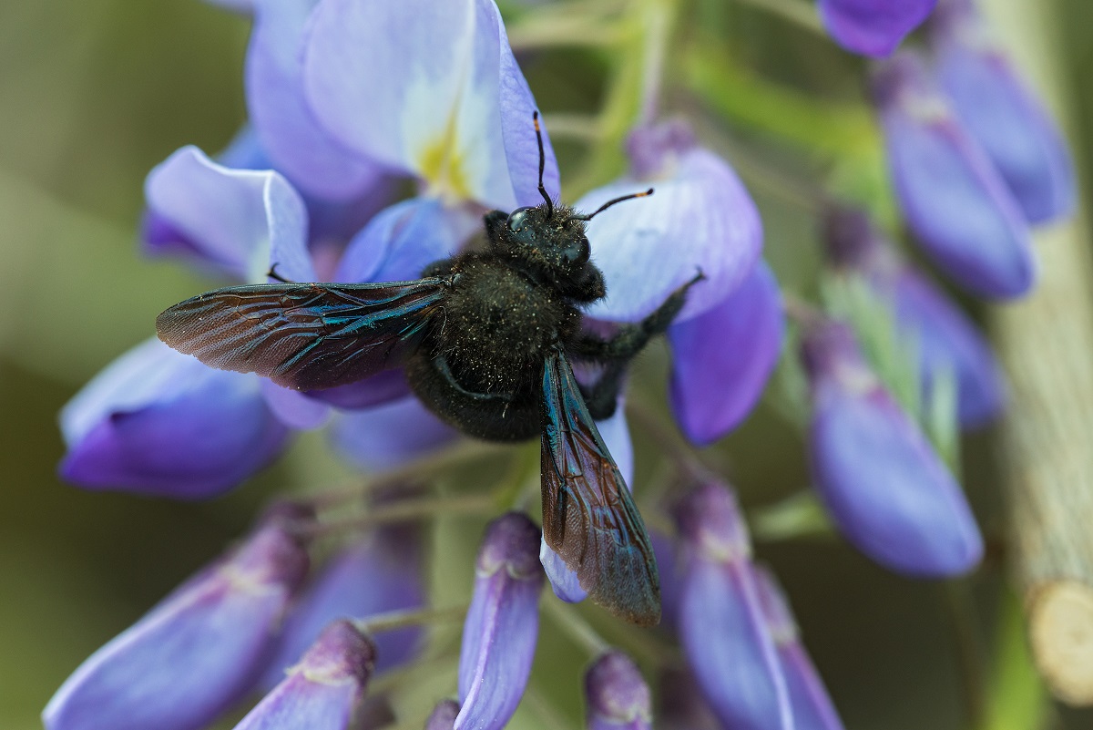 Insektensommer 2024: Insekten zhlen und mitmachen