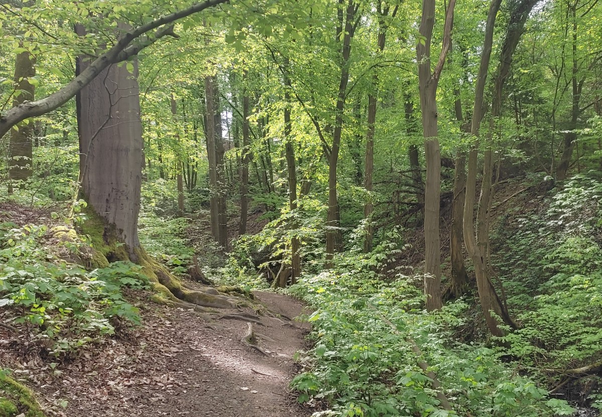 Vom Erz zum Blech: Gefhrte Wanderung durch das Wisserland