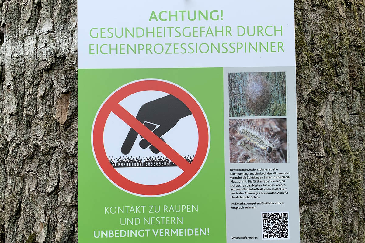 Eichenprozessionsspinner-Raupen an Eichen im Kreis Neuwied