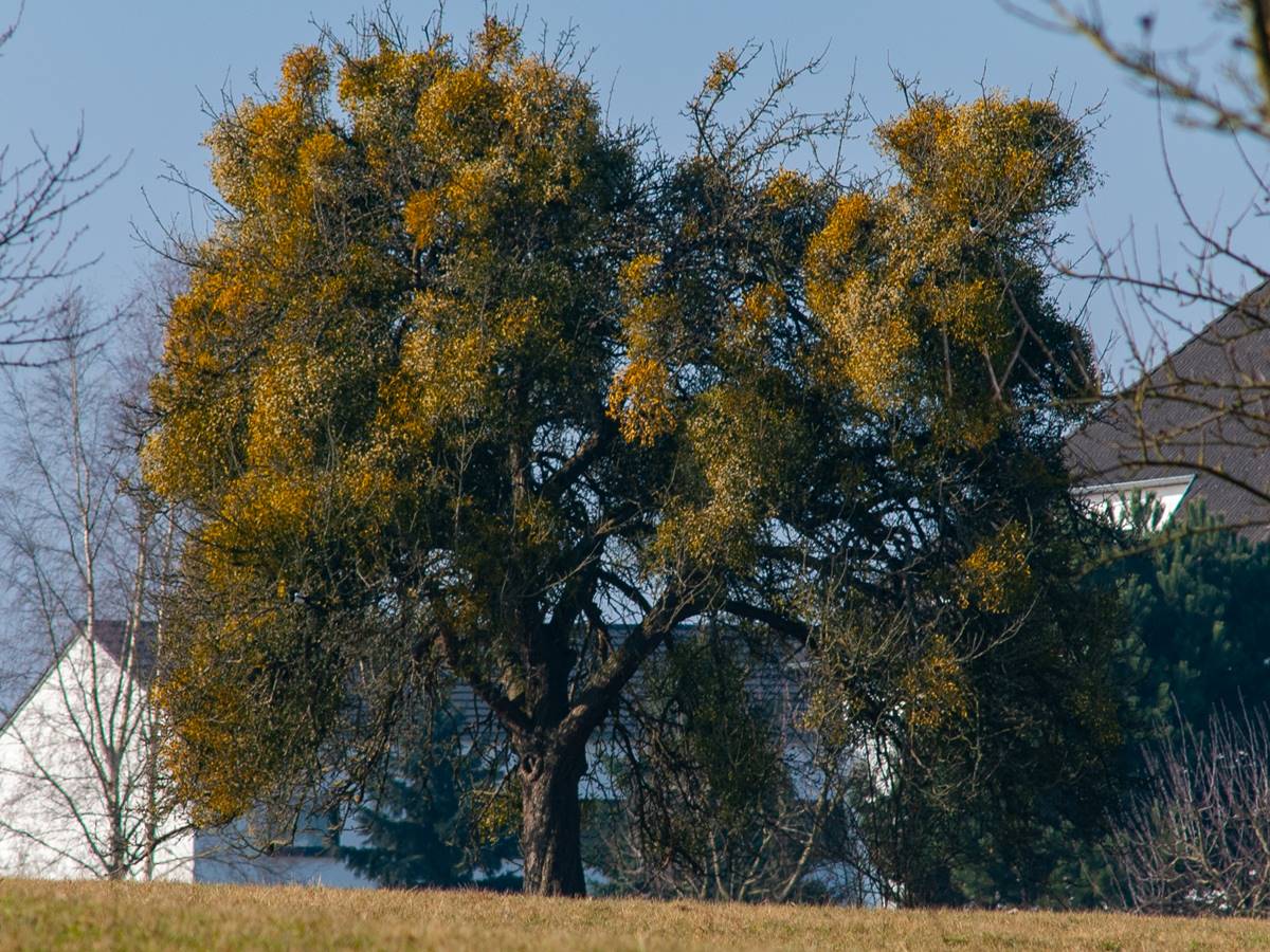 Apfelbaum mit starkem Mistelbefall. (Foto: Marcel Weidenfeller)