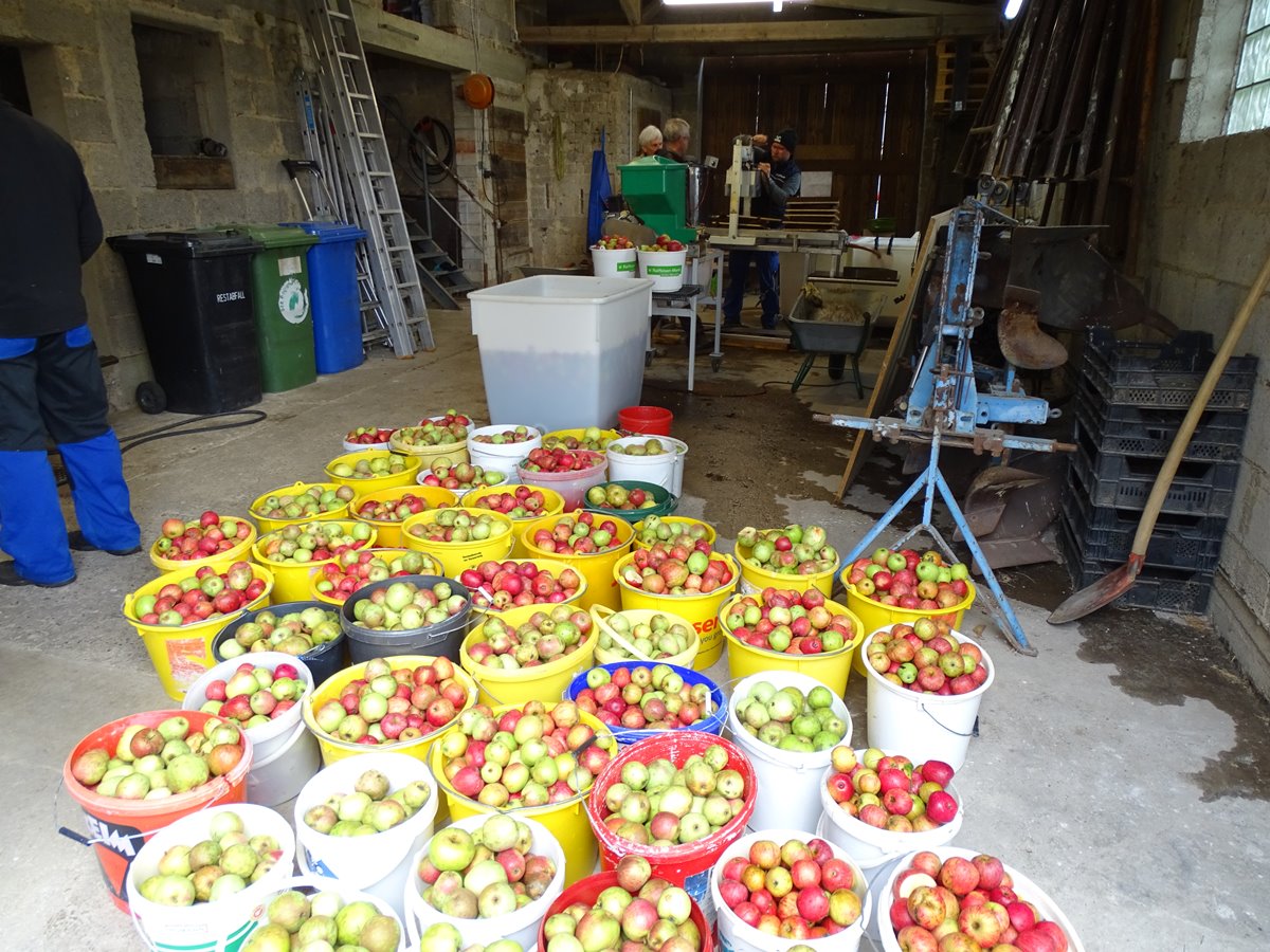 Jedes Jahr produziert der Verein aus den pfeln seiner Streuobstbume in Eigenregie leckeren Apfelsaft. (Foto: Robert Klein)