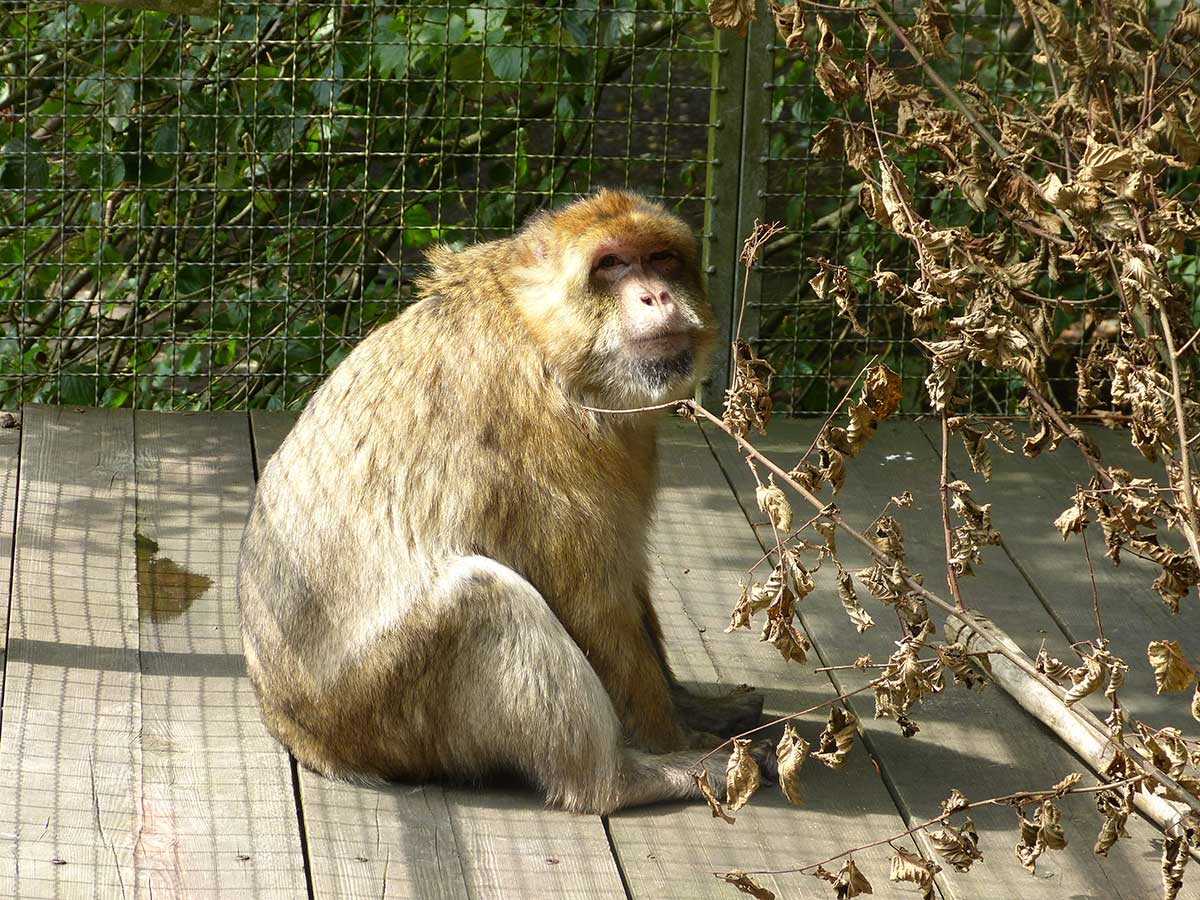 Berberaffe Louis beginnt sein neues Leben in Spanien. (Foto: Tierpark/Birgit Hausherr)