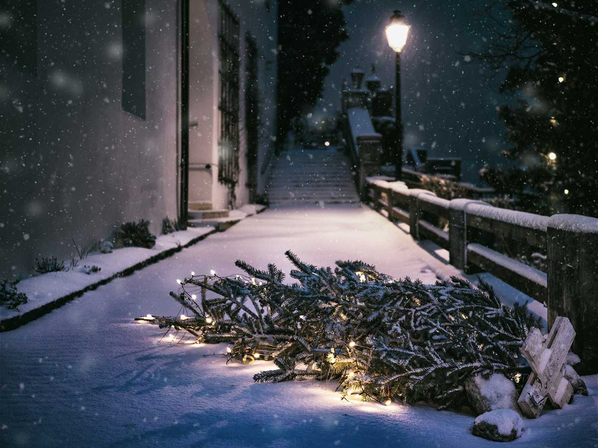 Kostenlose Weihnachtsbaumabholung im Landkreis Altenkirchen - alle Jahre wieder