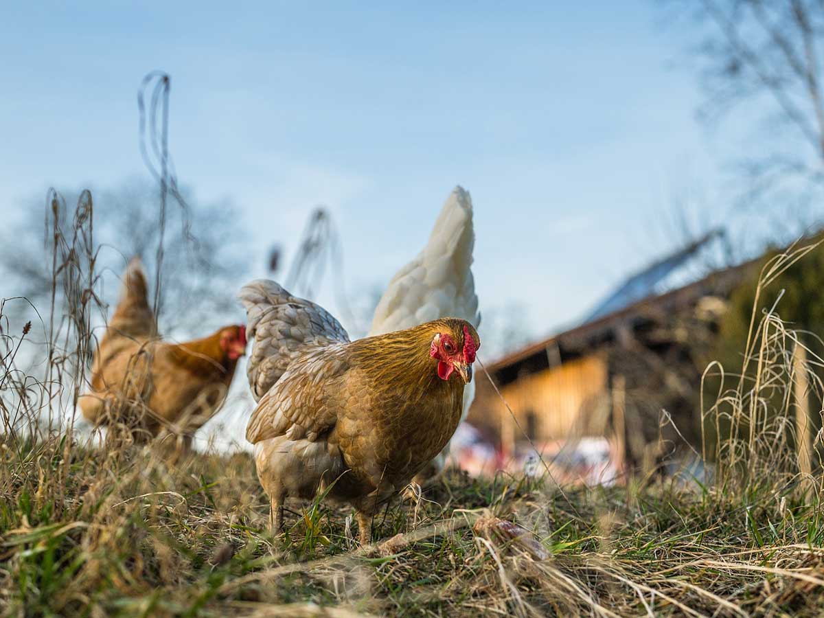 Vogelgrippe im Kreis Altenkirchen nachgewiesen: Aktuell keine Schutzzonen geplant 