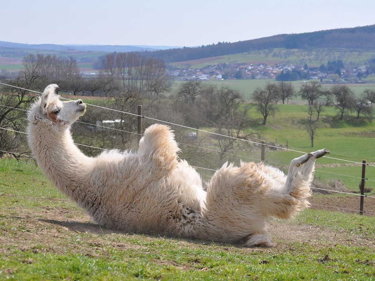 Im Haus Felsenkeller ist Yoga bunt und vielfltig  Lama Yoga ist das neuste Erlebnis