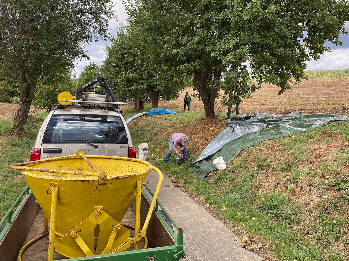 Dank fleiiger Helfer konnten mehrere Tonnen Obst geerntet werden. (Foto: Udo Seidler)