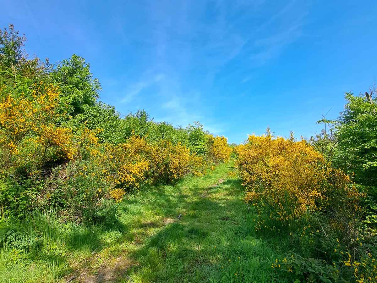 Ginsterbltenwanderung rund um das Kloster Marienthal