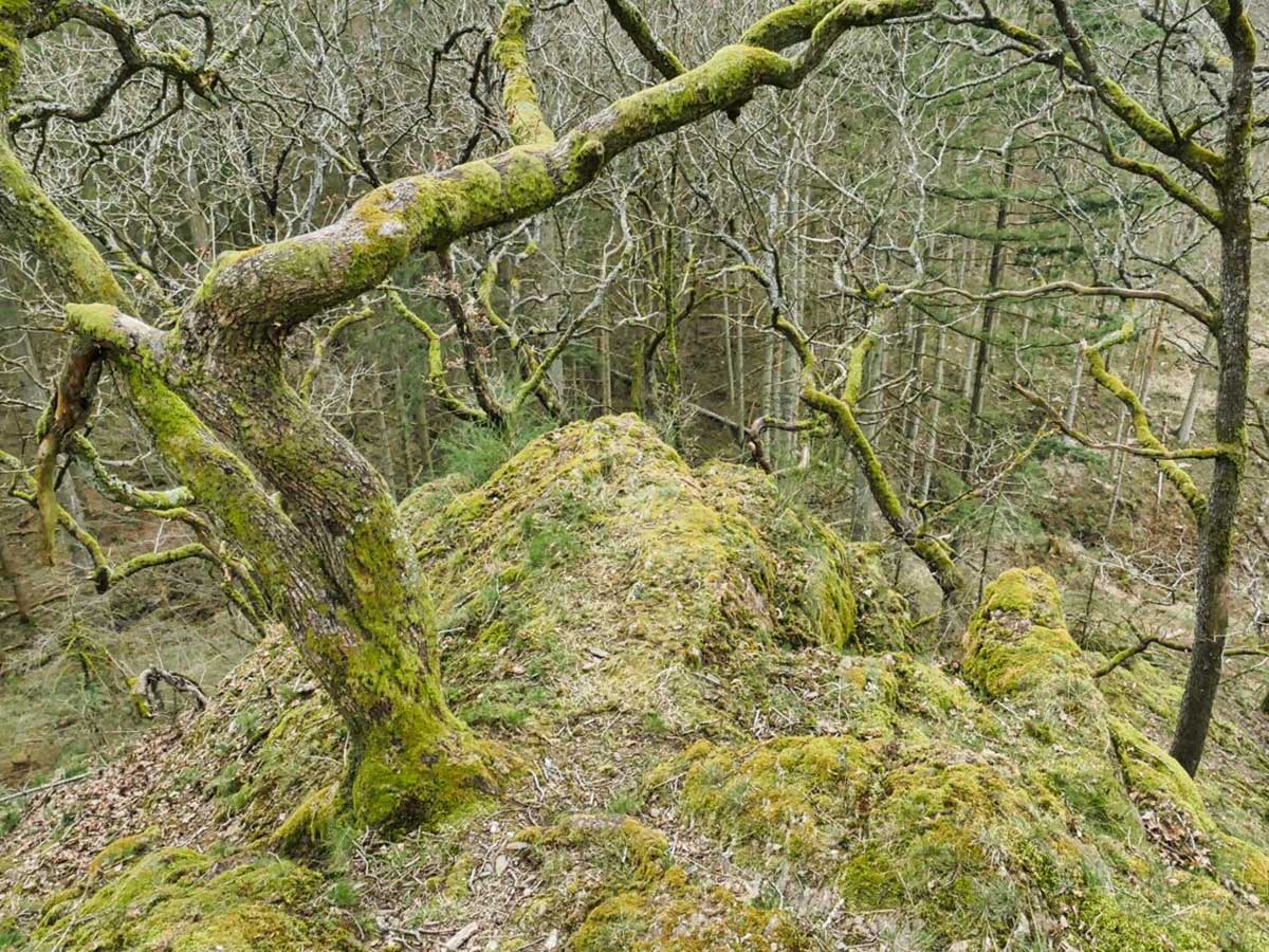 Der Rauhe Stein. (Foto: Axel Griebling)