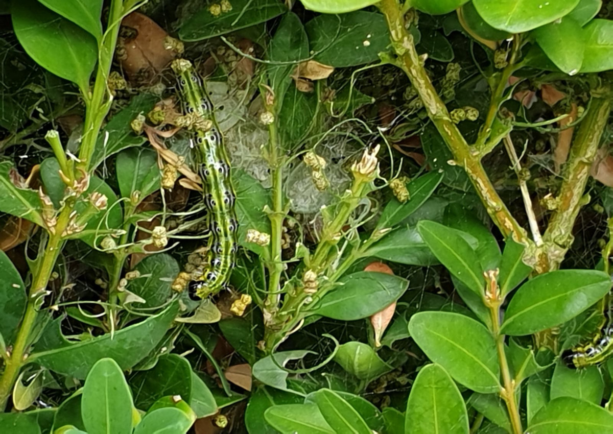 Der Buchsbaumznsler breitet sich aus. (Foto: AWB)