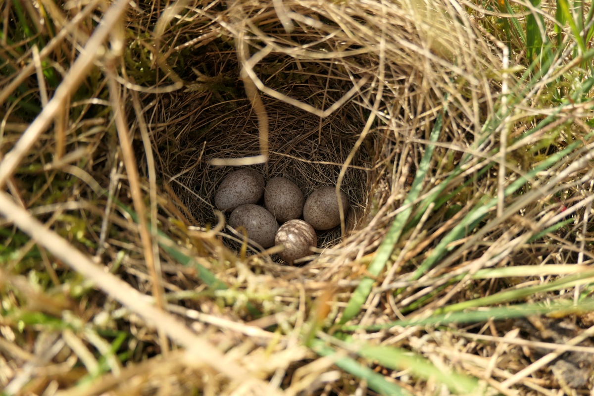 Rcksichtsvoll spazieren gehen: Nester von bodenbrtenden Vgeln sind auf den ersten Blick oft schwer zu erkennen. (Foto: Tobias Leikauf/DBU Naturerbe)