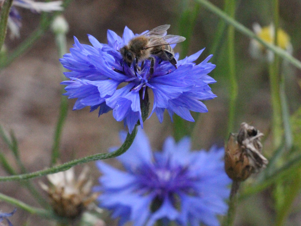 Der kleine Bio-Gemsegarten: Die Flle des Sptsommers ist Thema des neuen Kurses bei der Kreisvolkshochschule. (Foto: KVHS)
