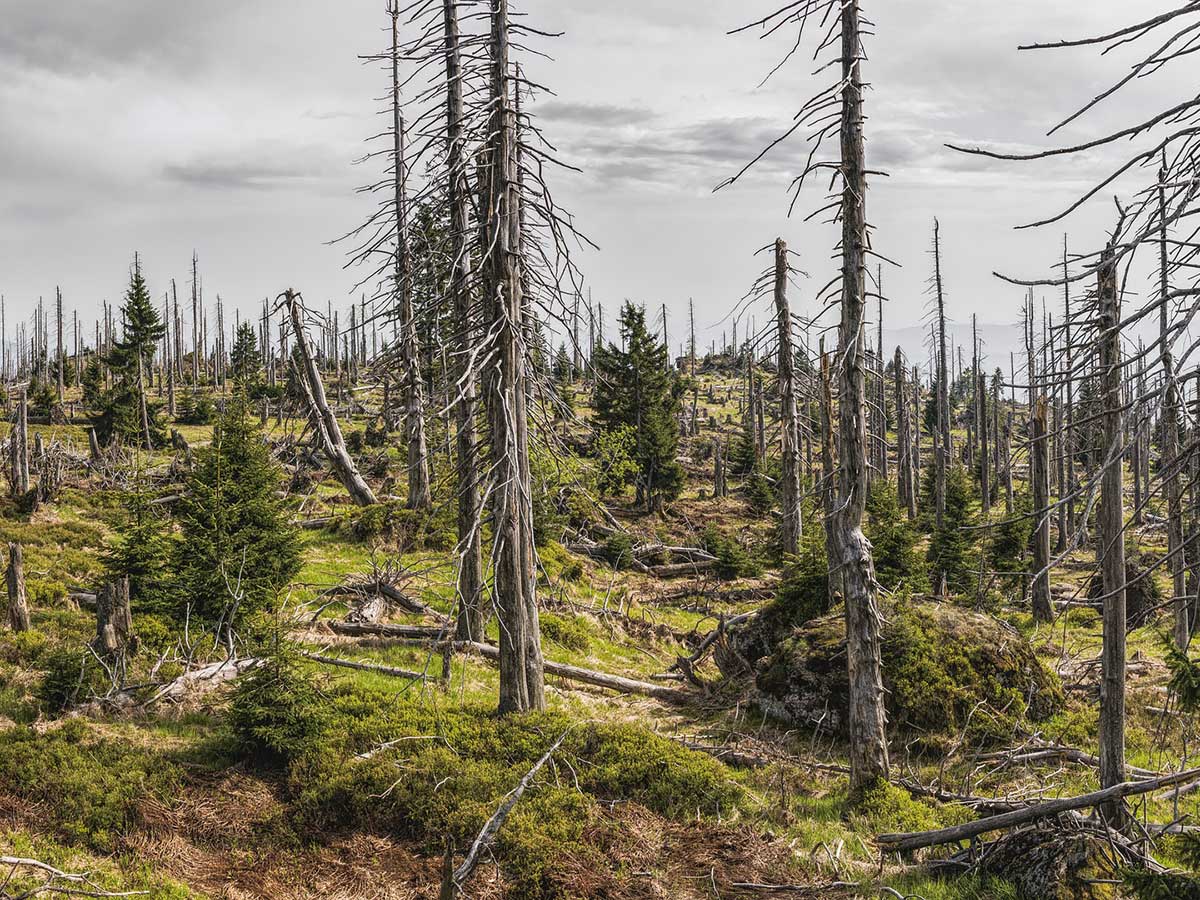 Entwicklung der Borkenkfer beschftigt Forstmter und Nationalpark weiterhin sehr