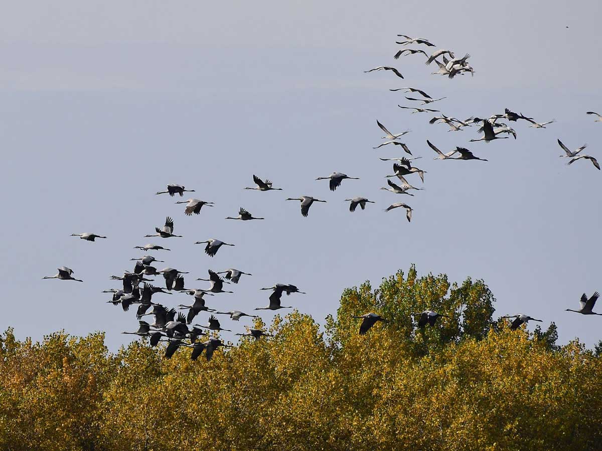 Kraniche am Dreifelder Weiher. (Foto: Harry Neumann / Naturschutzinitiative e.V.)