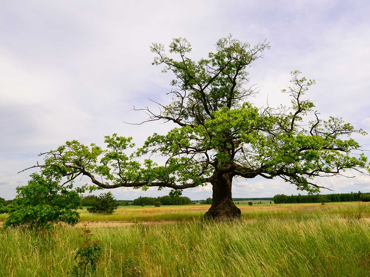 Alte Eiche in Kulturlandschaft. (Foto: Harry Neumann/Naturschutzinitiative e.V. (NI))