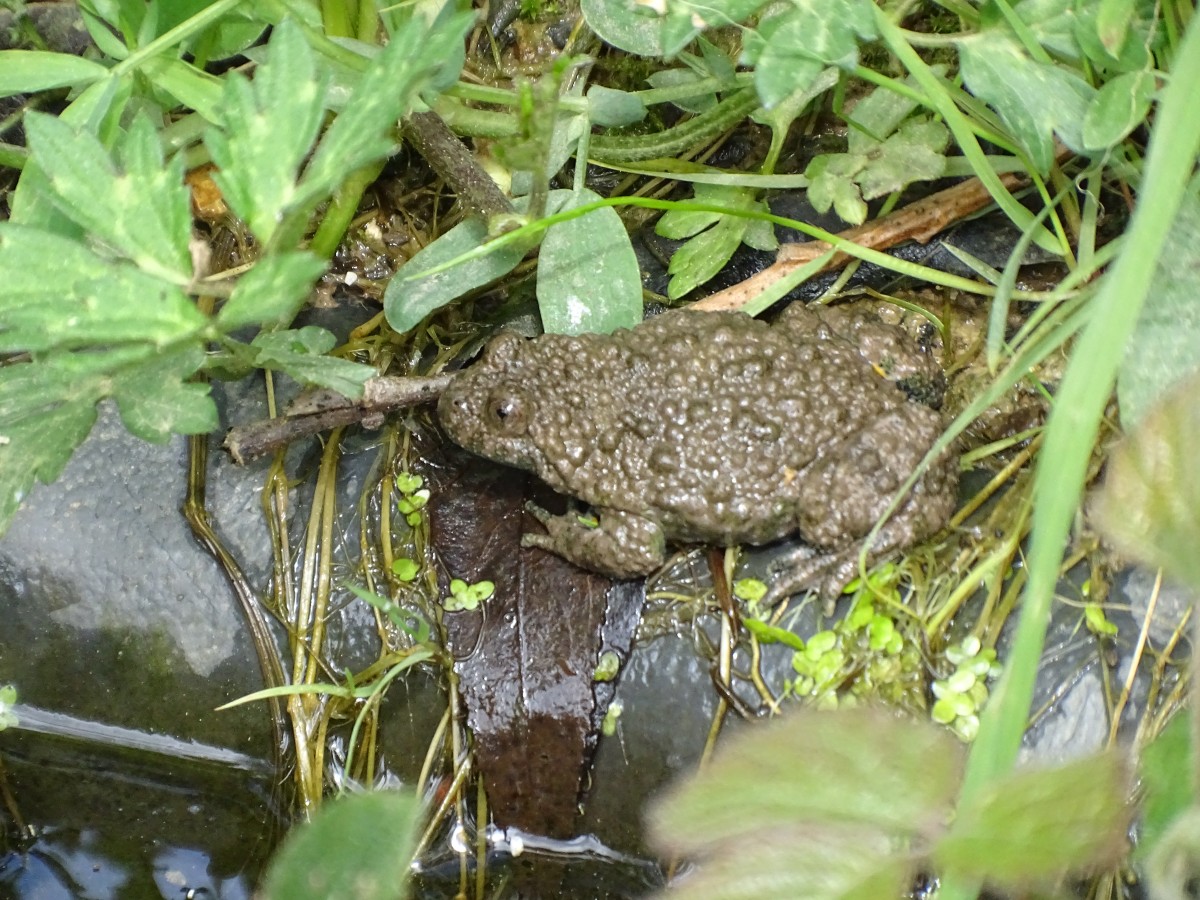 Bereits an mehreren Stellen im Asbacher Land konnten Teichbecken fr die bedrohten Gelbbauchunken angelegt werden, um Lebensrume zu verbinden. (Foto: ANUAL)