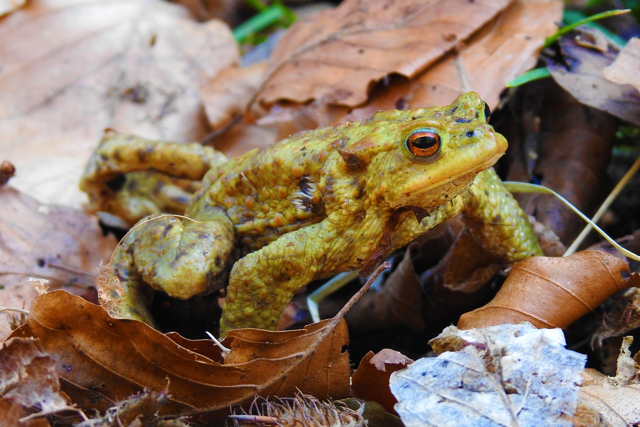 Augen auf: Frhjahrsreise der Amphibien startet