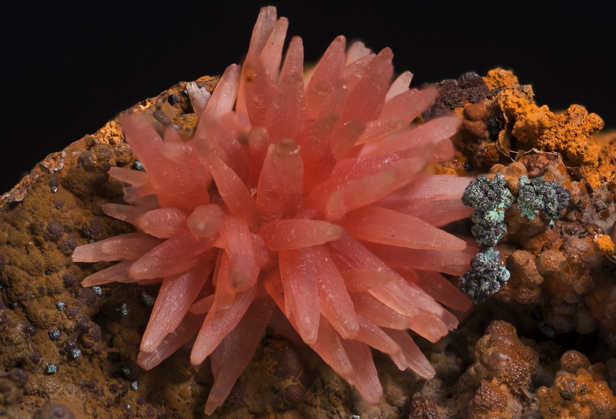 Der Rhodochrosit, auch Himbeerspat genannt, zhlt zu den begehrtesten Mineralienstufen aus den Erzgruben der Region. (Foto: J. Scovil)