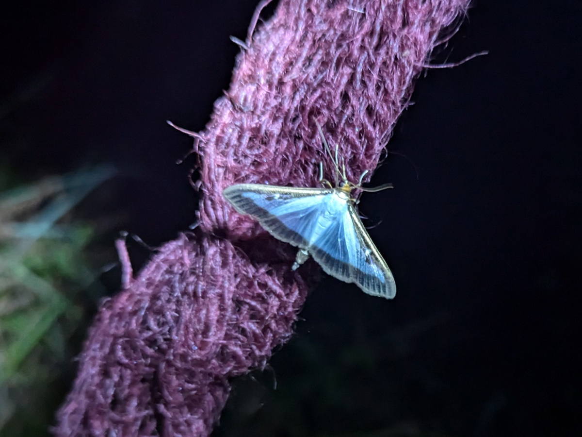 Beim "Nachtfalterleuchten" lsst sich so manche unbekannte Schnheit entdecken. (Foto: Robert Klein)