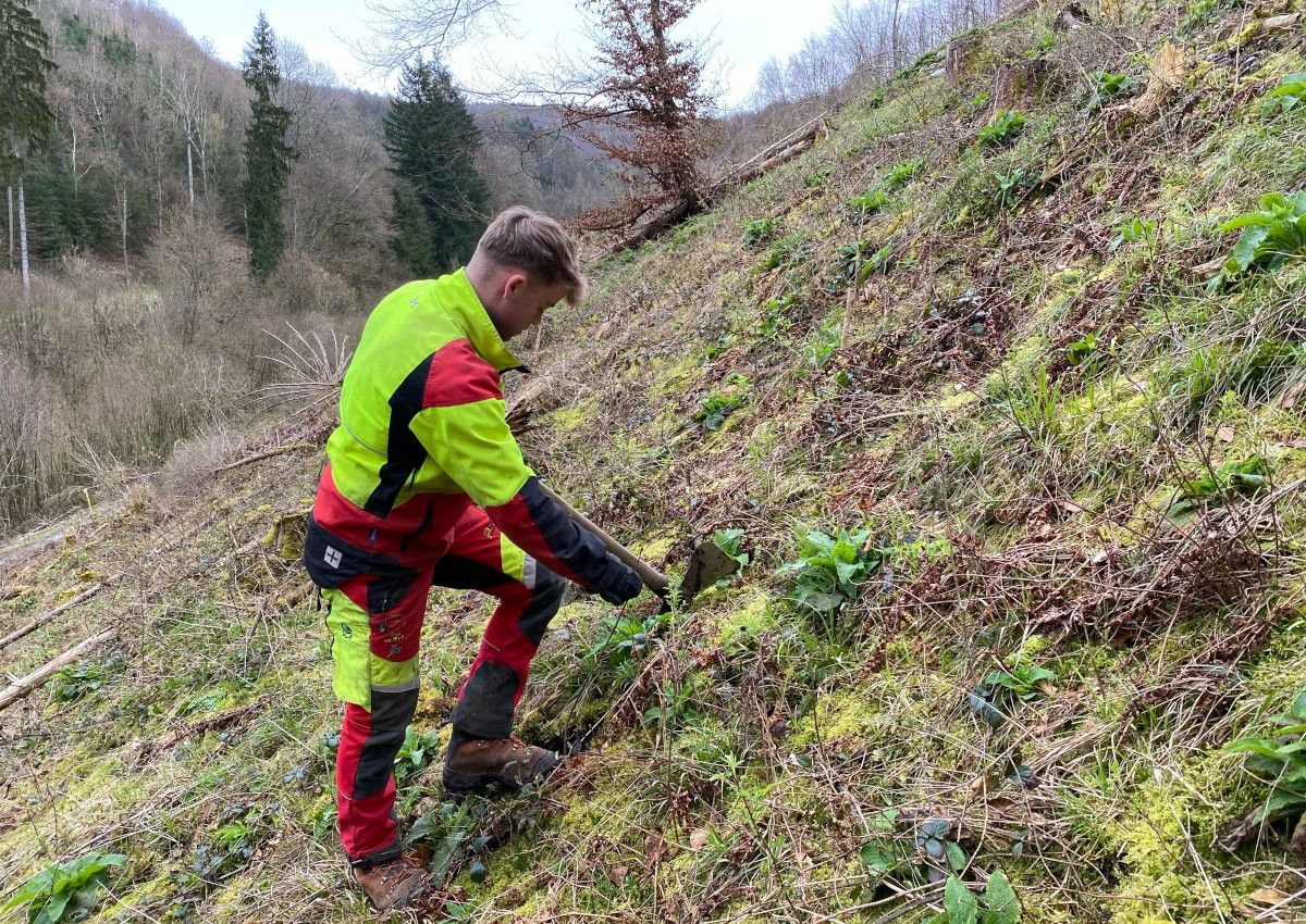 Forstwirt-Azubi Tom Lehnert pflanzt die etwa 50 Zentimeter groe Traubeneiche in den feuchten Boden. (Fotos: Frank Krause)