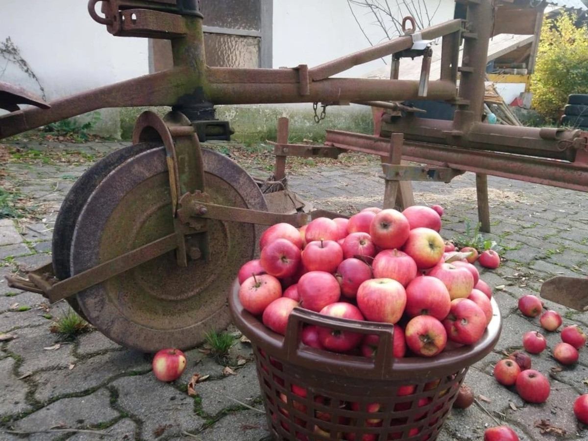 In Schtzenkamp gibt Tag des offenen Hofes die Mglichkeit Apfelsaft aus eigenen pfeln pressen zu lassen. (Foto: Hof Schtzenkamp)