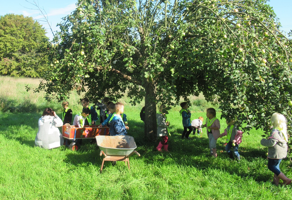 Fleiige Kinder beim pfel sammeln (Foto: Kita)