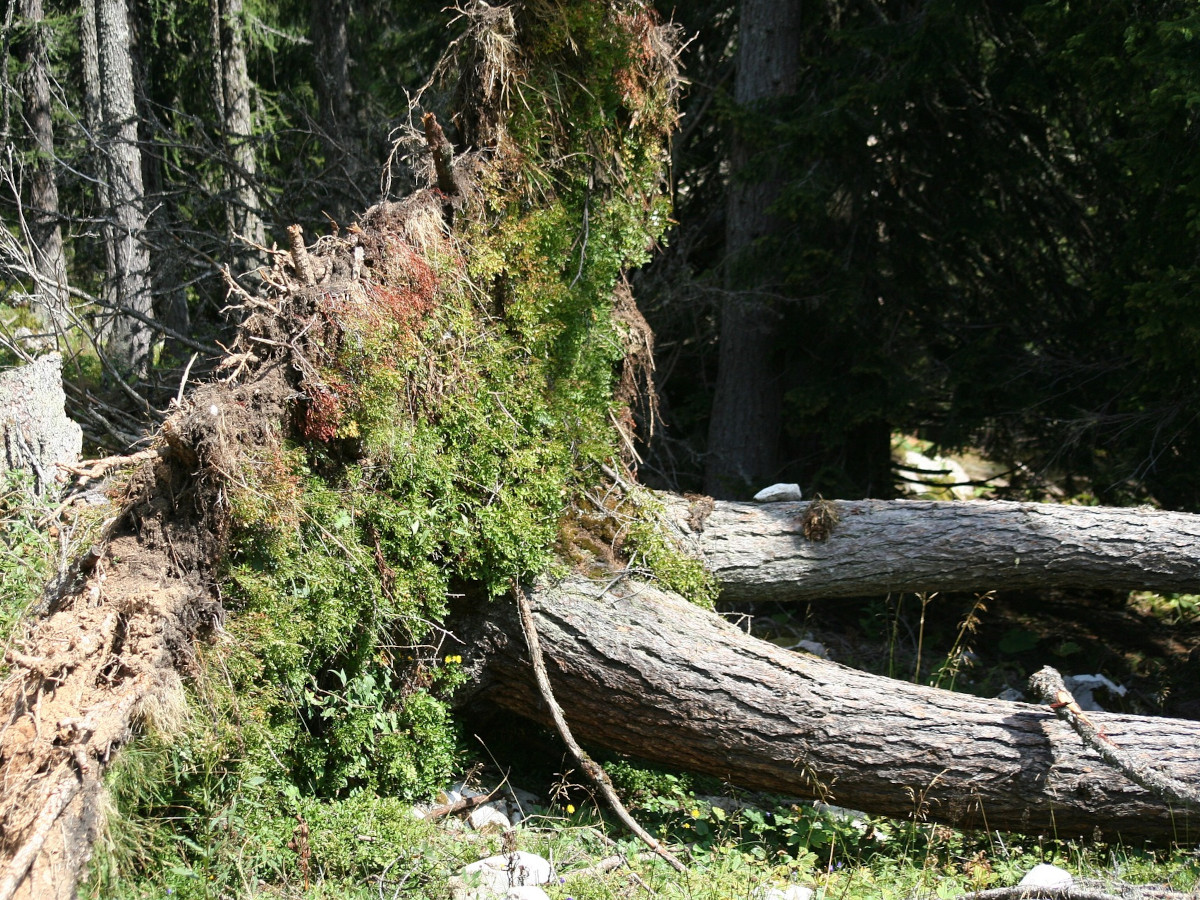 Stromausflle durch umgestrzte Bume im Westerwald