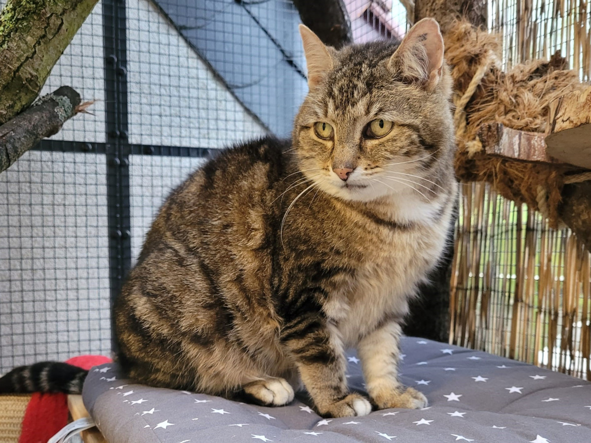 Tierschutz Siebengebirge: Der Weg zurck in die Freiheit fr verwilderte Hauskatzen