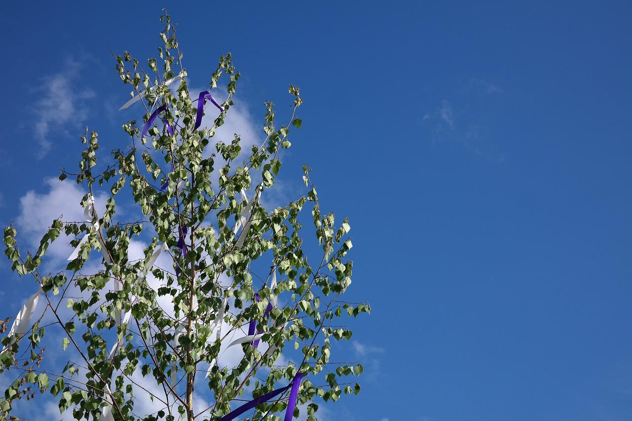 Die Suche nach einem Maibaum ist gar nicht so einfach. (Symbolfoto)